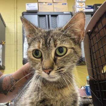 Shiloh -  Domestic Short Hair Cat for Adoption in New York, New York - Shiloh | PetCurious
