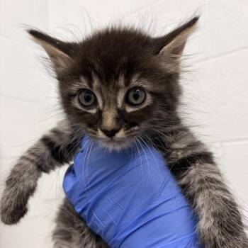 Paulie -  Domestic Long Hair Cat for Adoption in Marshall, Virginia - Paulie | PetCurious