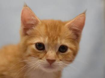 Vhagar -  Domestic Short Hair Cat for Adoption in Portland, Oregon - Vhagar | PetCurious