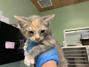 Domestic Medium Hair and Domestic Short Hair Cats Available for Adoption in Grand Prairie, Texas - MAPLE | PetCurious
