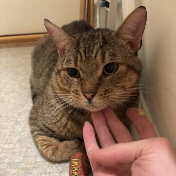 Extra Toes Cat Hemingway Polydactyl and Tabby Cats Available for Adoption - Neufie | PetCurious