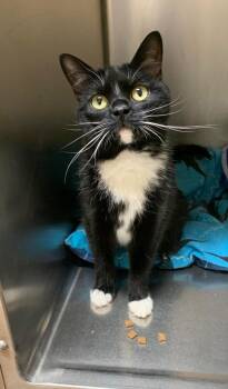 Tinsel -  Domestic Short Hair Cat for Adoption in Thayne, Wyoming - Tinsel | PetCurious