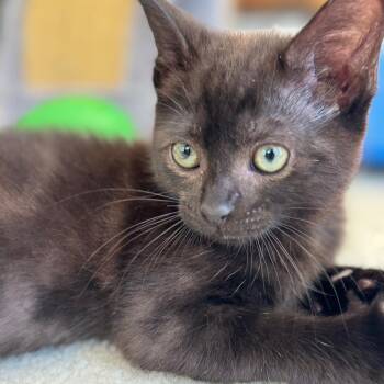 Cholula -  Domestic Short Hair Cat for Adoption in Chattanooga, Tennessee - Cholula | PetCurious