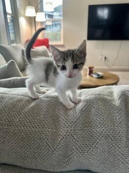 Oreo -  Domestic Short Hair Cat for Adoption in Honolulu, Hawaii - Oreo | PetCurious