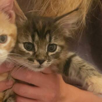 Shenanigan -  Domestic Short Hair Cat for Adoption in Boulder, Colorado - Shenanigan | PetCurious