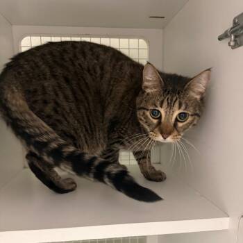 Popeye -  Domestic Short Hair Cat for Adoption in San Antonio, Texas - Popeye | PetCurious