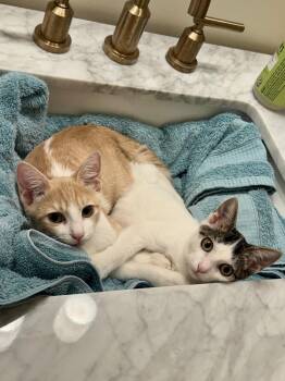 Eclair Bakery -  Domestic Short Hair and Tabby Cat for Adoption in Chandler, Arizona - Eclair Bakery | PetCurious