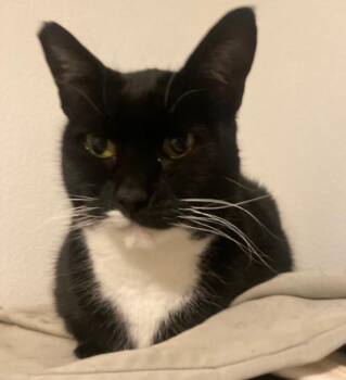 Domestic Short Hair Cats Available for Adoption - Samba | PetCurious