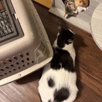 Papaya -  Domestic Short Hair Cat for Adoption in Fishers, Indiana - Papaya | PetCurious