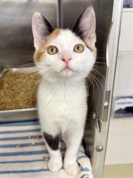 A198995 -  Domestic Medium Hair Cat for Adoption in Fremont, California - A198995 | PetCurious