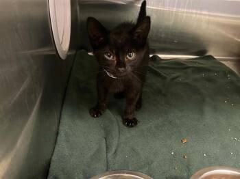 MATHESAR -  Domestic Short Hair Cat for Adoption in Tustin, California - MATHESAR | PetCurious