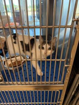 Minuet -  Domestic Short Hair Cat for Adoption in North Richland Hills, Texas - Minuet | PetCurious