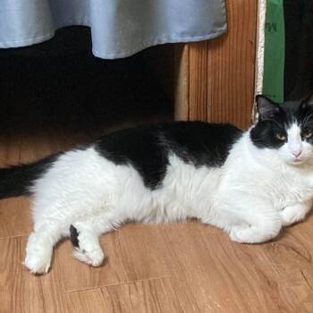 Domestic Medium Hair Cats Available for Adoption in Warr Acres, Oklahoma - Tuff | PetCurious
