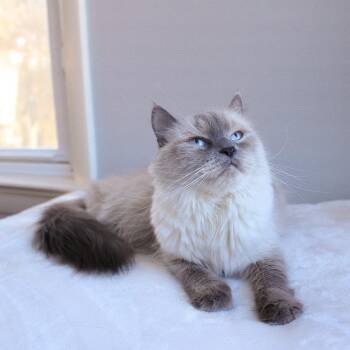 Monroe -  Siberian Cat for Adoption in Wayne, New Jersey - Monroe | PetCurious