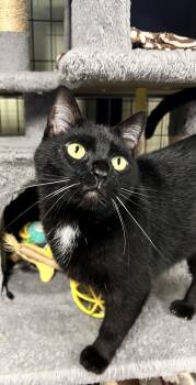 Shadow -  Domestic Short Hair Cat for Adoption in Holland, Michigan - Shadow | PetCurious