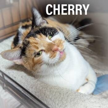 Rescue Domestic Short Hair and Dilute Calico Cats for Adoption in Griffith, Indiana - CHERRY | PetCurious