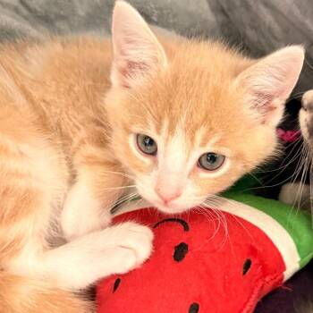 Domestic Short Hair Cats Available for Adoption in Evansville, Indiana - Smoof | PetCurious