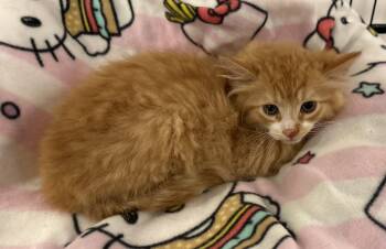 Habanero -  Domestic Medium Hair Cat for Adoption in Seaford, New York - Habanero | PetCurious