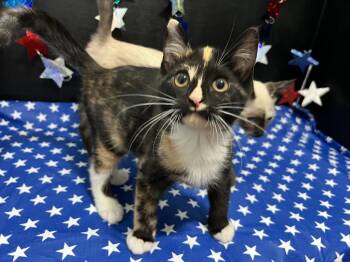 Tori -  Calico and Domestic Short Hair Cat for Adoption in Fayetteville, Georgia - Tori | PetCurious