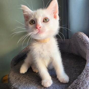 Kasia -  Domestic Short Hair Cat for Adoption in Normal, Illinois - Kasia | PetCurious