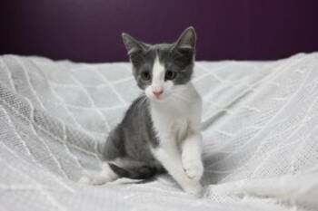 Boo -  Domestic Short Hair Cat for Adoption in Wilmington Island, Georgia - Boo | PetCurious