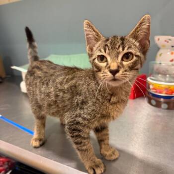 Pete -  Domestic Short Hair Cat for Adoption in Chattanooga, Tennessee - Pete | PetCurious