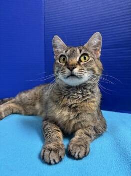 Rescue Domestic Short Hair Cats for Adoption in Hawk Point, Missouri - Suavitel | PetCurious