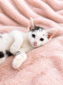 Captain America -  American Shorthair Cat for Adoption in Houston, Texas - Captain America | PetCurious