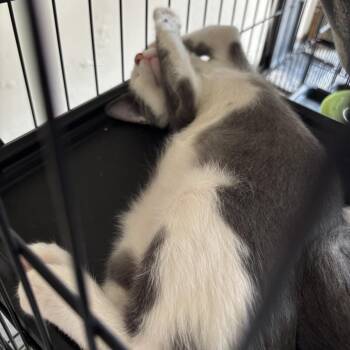 Herman -  Domestic Short Hair Cat for Adoption in League City, Texas - Herman | PetCurious