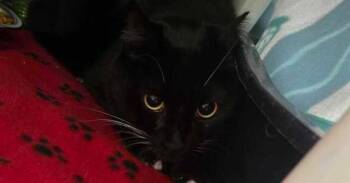 Domestic Short Hair Cats Available for Adoption - Lobster | PetCurious