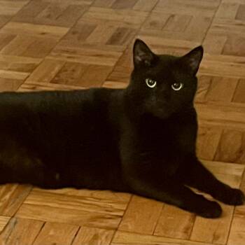 American Shorthair Cats Available for Adoption - TWILIGHT L - QUIET COMPANION | PetCurious