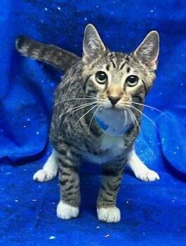 Domestic Short Hair Cats Available for Adoption - 251889  Brighton | PetCurious