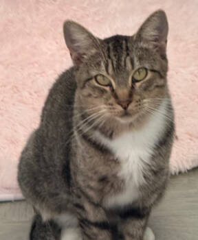 Rescue Domestic Short Hair Cats for Adoption in Bothell, Washington - Kahua | PetCurious