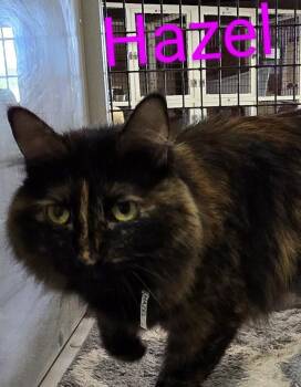 Tortoiseshell and Domestic Long Hair Cats Available for Adoption in Las Cruces, New Mexico - Hazel | PetCurious