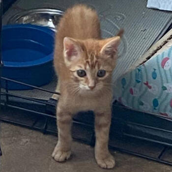 Rescue Domestic Short Hair Cats for Adoption in San Antonio, Texas - Cheddar / Pumpkin | PetCurious