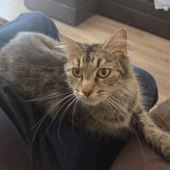 Miracle -  Domestic Short Hair Cat for Adoption in Springfield, Missouri - Miracle | PetCurious