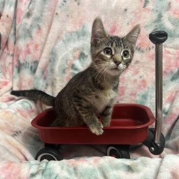 Jessie Cowgirl -  Domestic Short Hair Cat for Adoption in Columbia, Missouri - Jessie Cowgirl | PetCurious