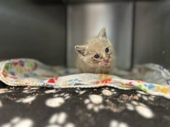 Domestic Short Hair Cats Available for Adoption in Dallas, Texas - THUNDER | PetCurious