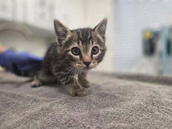 BAY -  Domestic Short Hair Cat for Adoption in Antioch, California - BAY | PetCurious