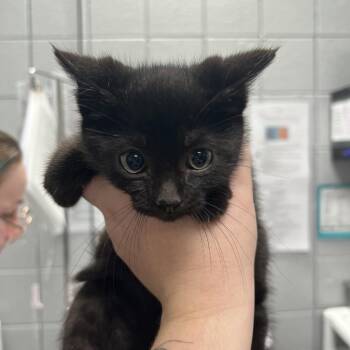 Domestic Short Hair Cats Available for Adoption - Merry | PetCurious