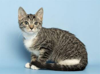 SHIVA -  Domestic Short Hair Cat for Adoption in Phoenix, Arizona - SHIVA | PetCurious