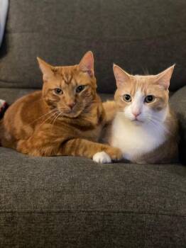 Domestic Short Hair Cats Available for Adoption - Cream And Colby - RF FH  | PetCurious