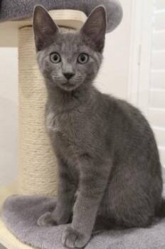 Peanut W -  Domestic Short Hair Cat for Adoption in North Highlands, California - Peanut W | PetCurious