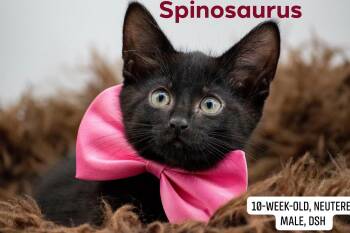 Spinosaurus -  Domestic Short Hair Cat for Adoption in Sevierville, Tennessee - Spinosaurus | PetCurious