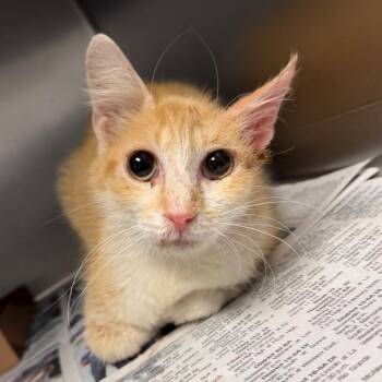 American Shorthair Cats Available for Adoption - Mariolo | PetCurious