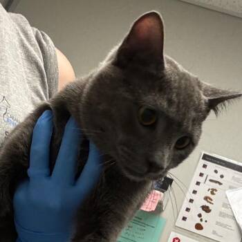 Domestic Short Hair Cats Available for Adoption in Concord, North Carolina - Jasper | PetCurious