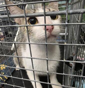 A2082378 -  Domestic Short Hair Cat for Adoption in Houston, Texas - A2082378 | PetCurious