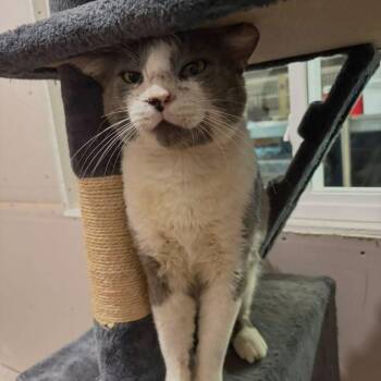Freddy -  Domestic Short Hair Cat Available for Adoption in Harlingen, Texas - Freddy | PetCurious