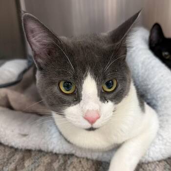 0835-C26 -  Domestic Short Hair Cat for Adoption in Port Charlotte, Florida - 0835-C26 | PetCurious