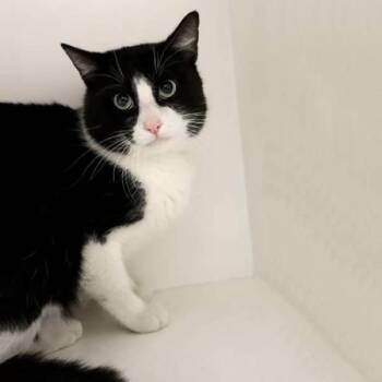 Domestic Medium Hair Cats Available for Adoption - Moby | PetCurious